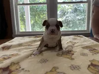 Male #2, a male Boston Terrier for sale in Macon, GA – 1 of 4