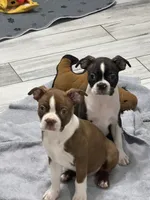 AKC Male #1, a male Boston Terrier for sale in Macon, GA – 3 of 3