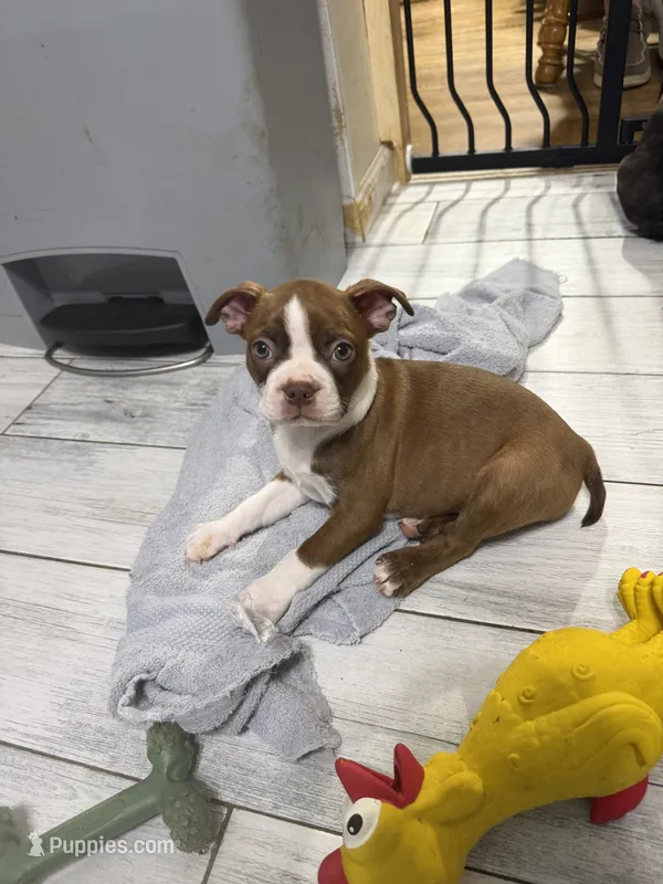 AKC Male #1 – Boston Terrier puppy for sale in Macon, GA
