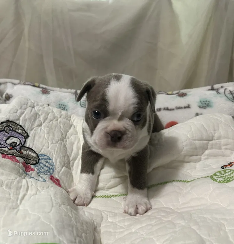 AKC Male #2 – Boston Terrier puppy for sale in Macon, GA