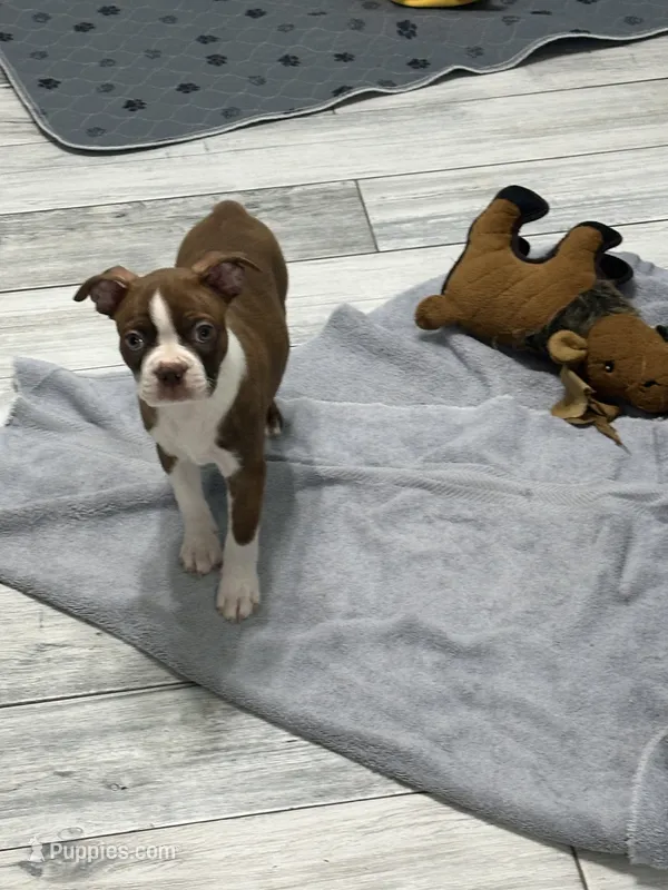 AKC Male #1 – Boston Terrier puppy for sale in Macon, GA