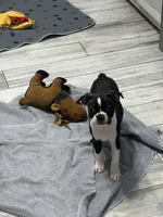 AKC Male #4, a male Boston Terrier for sale in Macon, GA – 3 of 5