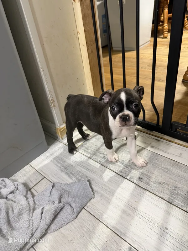 AKC Male #4 – Boston Terrier puppy for sale in Macon, GA