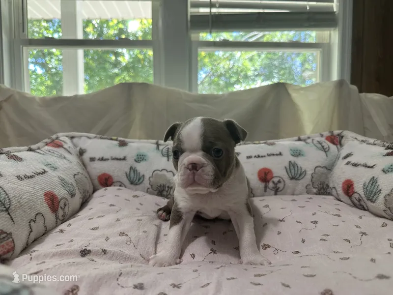 AKC Male #1 – Boston Terrier puppy for sale in Macon, GA