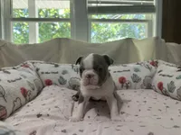 AKC Male #1, a male Boston Terrier for sale in Macon, GA – 1 of 3