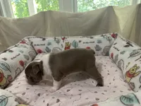 AKC Male #1, a male Boston Terrier for sale in Macon, GA – 3 of 3