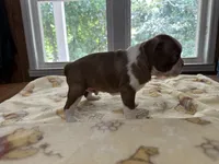 Male #1, a male Boston Terrier for sale in Macon, GA – 4 of 4