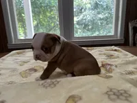 Male #2, a male Boston Terrier for sale in Macon, GA – 4 of 4