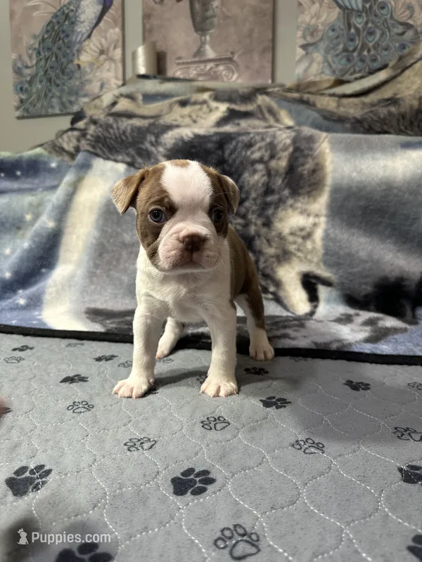 AKC Female #1 – Boston Terrier puppy for sale in Macon, GA