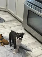 AKC Male #4, a male Boston Terrier for sale in Macon, GA – 2 of 5