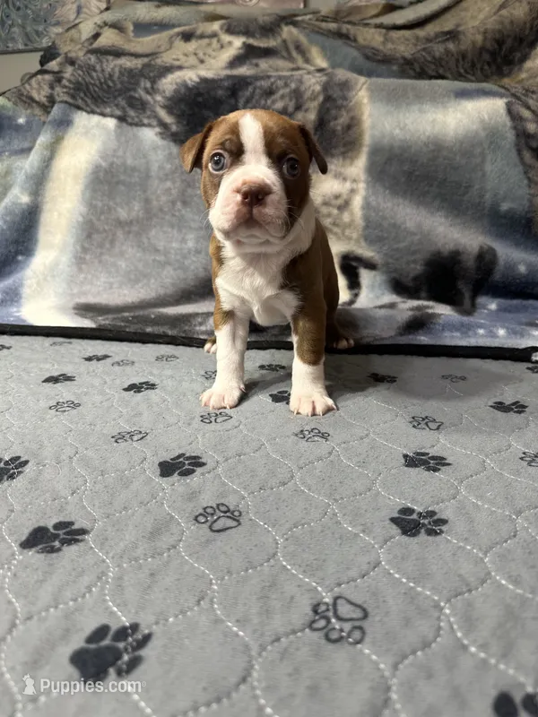 AKC Male #1 – Boston Terrier puppy for sale in Macon, GA