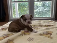 Male #2, a male Boston Terrier for sale in Macon, GA – 3 of 4