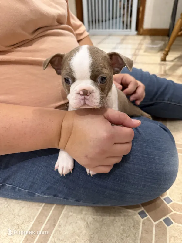 AKC Male #1 – Boston Terrier puppy for sale in Macon, GA