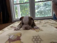 Male #2, a male Boston Terrier for sale in Macon, GA – 2 of 4