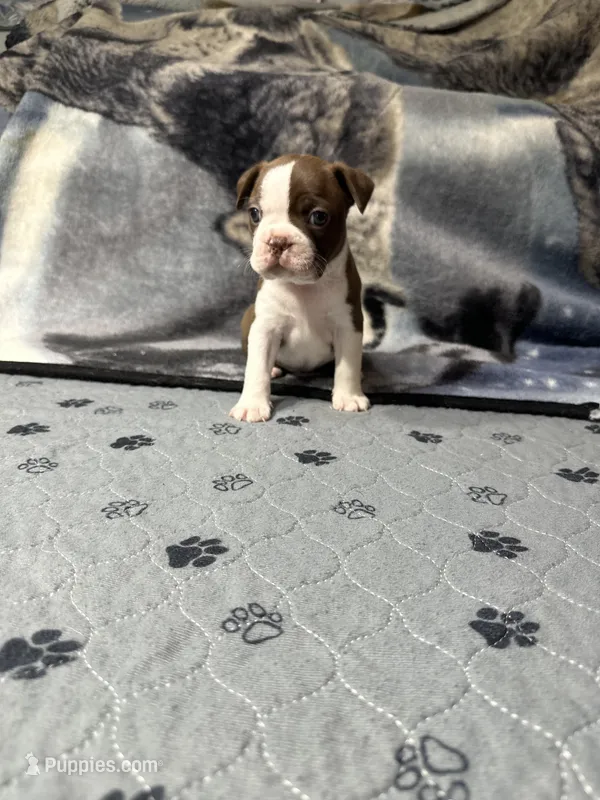 AKC Male #2 – Boston Terrier puppy for sale in Macon, GA