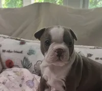 AKC Female #1, a female Boston Terrier for sale in Macon, GA – 2 of 3