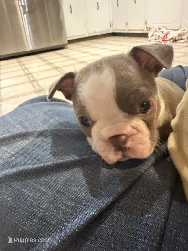 AKC Female #1 – Boston Terrier puppy for sale in Macon, GA