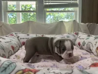 AKC Female #1, a female Boston Terrier for sale in Macon, GA – 3 of 3