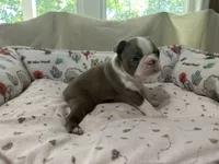 AKC Male #1, a male Boston Terrier for sale in Macon, GA – 2 of 3