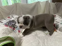 AKC Male #2, a male Boston Terrier for sale in Macon, GA – 2 of 3