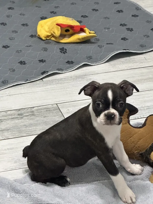 AKC Male #4 – Boston Terrier puppy for sale in Macon, GA