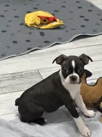 AKC Male #4, a male Boston Terrier for sale in Macon, GA – 1 of 5