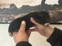 Zeus Christmas ready pup, a male Cane Corso for sale in Saint Joseph, MO – Photo 9 of 9