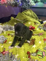 Zeus Christmas ready pup, a male Cane Corso for sale in Saint Joseph, MO – Photo 2 of 9