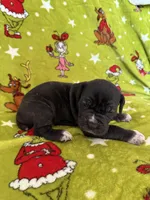 Zeus Christmas ready pup, a male Cane Corso for sale in Saint Joseph, MO – Photo 6 of 9