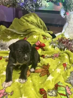 Zeus Christmas ready pup, a male Cane Corso for sale in Saint Joseph, MO – Photo 1 of 9