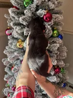 Zeus Christmas ready pup, a male Cane Corso for sale in Saint Joseph, MO – Photo 7 of 9