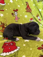 Zeus Christmas ready pup, a male Cane Corso for sale in Saint Joseph, MO – Photo 8 of 9