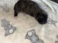 Athena EASTER PUPPIES, a female Cane Corso for sale in Saint Joseph, MO – Photo 5 of 6