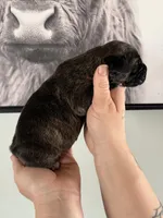 Athena EASTER PUPPIES, a female Cane Corso for sale in Saint Joseph, MO – Photo 3 of 6