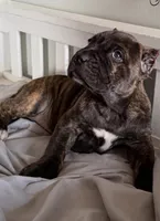 Zara EASTER PUPPIES, a female Cane Corso for sale in Saint Joseph, MO – Photo 3 of 8