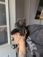 Zara EASTER PUPPIES, a female Cane Corso for sale in Saint Joseph, MO – Photo 2 of 8