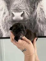 Athena EASTER PUPPIES, a female Cane Corso for sale in Saint Joseph, MO – Photo 4 of 6