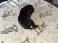 Athena EASTER PUPPIES, a female Cane Corso for sale in Saint Joseph, MO – Photo 6 of 6