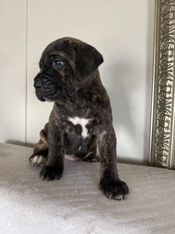 Athena EASTER PUPPIES – Cane Corso puppy for sale in Saint Joseph, MO