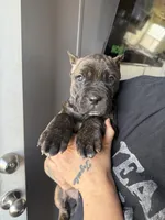 Zara EASTER PUPPIES, a female Cane Corso for sale in Saint Joseph, MO – Photo 1 of 8