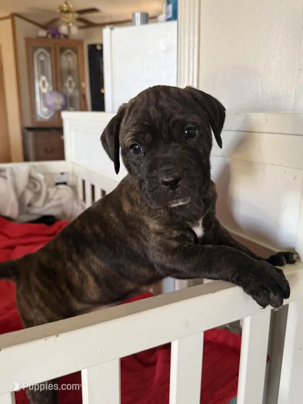 Athena EASTER PUPPIES – Cane Corso puppy for sale in Saint Joseph, MO