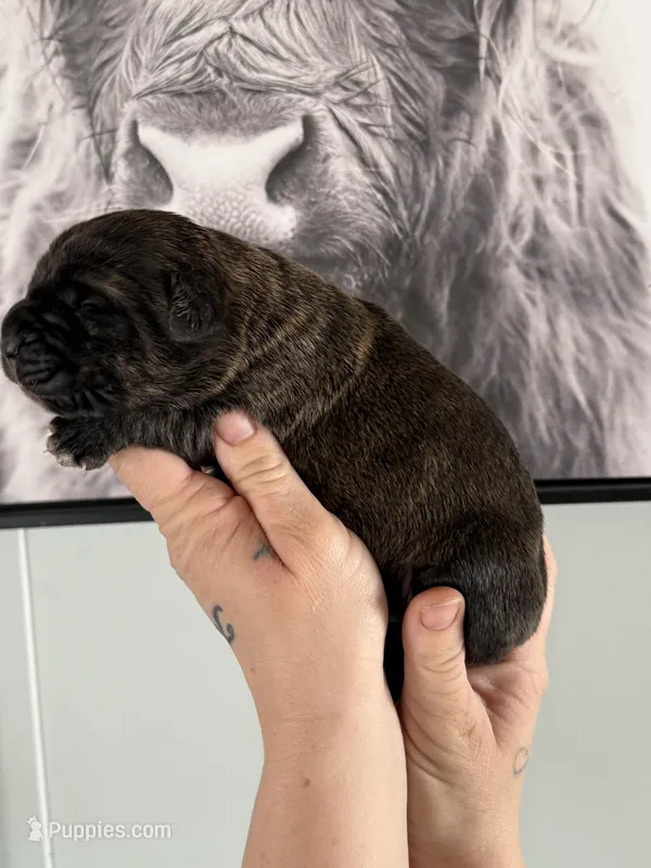 Athena EASTER PUPPIES