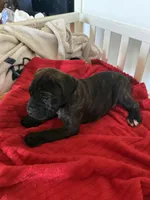 Zara EASTER PUPPIES, a female Cane Corso for sale in Saint Joseph, MO – Photo 7 of 8