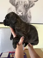 Zara EASTER PUPPIES, a female Cane Corso for sale in Saint Joseph, MO – Photo 8 of 8