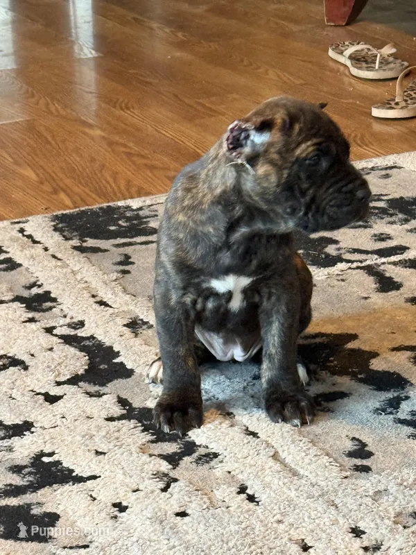 Athena EASTER PUPPIES – Cane Corso puppy for sale in Saint Joseph, MO