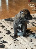 Zara EASTER PUPPIES, a female Cane Corso for sale in Saint Joseph, MO – Photo 5 of 8