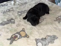 Enzo EASTER PUPPIES, a male Cane Corso for sale in Saint Joseph, MO – Photo 4 of 5