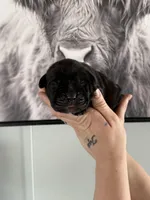 Enzo EASTER PUPPIES, a male Cane Corso for sale in Saint Joseph, MO – Photo 5 of 5