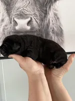 Enzo EASTER PUPPIES, a male Cane Corso for sale in Saint Joseph, MO – Photo 2 of 5