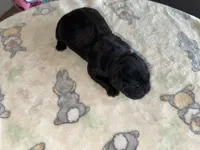 Enzo EASTER PUPPIES, a male Cane Corso for sale in Saint Joseph, MO – Photo 3 of 5